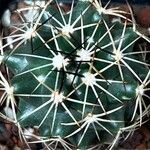 Coryphantha ottonis