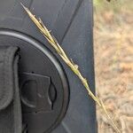 Helictochloa bromoides Fula