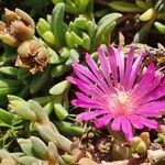 Delosperma sutherlandii Lorea