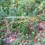 Sorghastrum nutansFlor