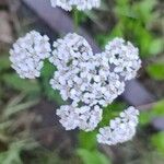 Achillea millefoliumKvet