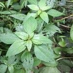 Acalypha virginica Blatt