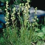 Pedicularis contorta Habitus