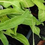 Centaurea macrocephala Hoja