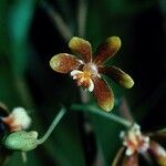 Dendrobium finetianum Fruit