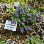 Paederota bonarota Libunga