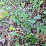 Brassica fruticulosa Hoja