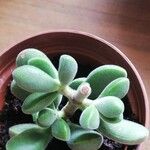Crassula rogersii Hoja