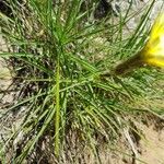 Scorzonera aristata 葉