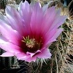 Echinocereus fasciculatus