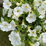 Calibrachoa parviflora Kwiat