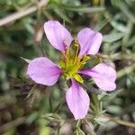 Fagonia cretica Flower