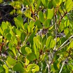 Lumnitzera racemosa Leaf