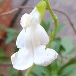 Salvia greggiiFlower