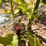 Banksia robur फूल