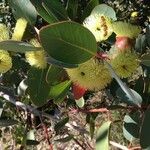 Eucalyptus preissiana Flower