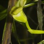 Maxillaria egertoniana Cvet