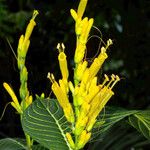 Sanchezia speciosa Flor