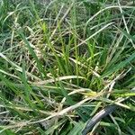 Sesleria caerulea Blad