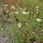 Anthemis arvensisFlower