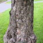 Crataegus holmesiana Corteza