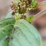 Amaranthus graecizans Цвят