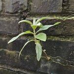 Buddleja globosa आदत