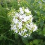 Origanum majoranaFlower