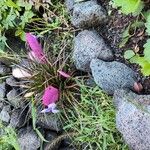 Tillandsia guatemalensisFlower