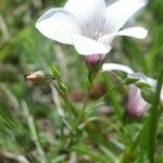 Linum tenuifolium Květ