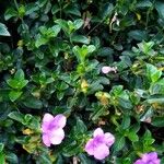 Barleria repens Flower