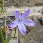 Campanula garganica Flor