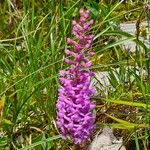 Gymnadenia conopseaFlower