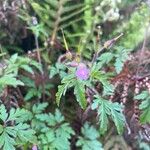 Geranium purpureum Листок