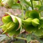 Helleborus foetidus 果