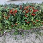 Pyracantha angustifolia Ffrwyth