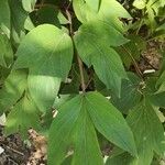 Paeonia officinalis Blad