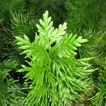 Selaginella pallescens Іншае