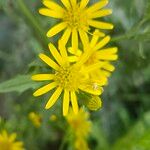 Senecio squalidus Квітка