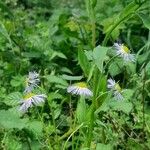 Erigeron annuus Natur