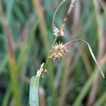 Carex divisa Fruct