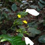 Pseudomussaenda stenocarpa Flower