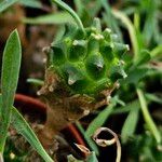 Euphorbia bupleurifoliaBark