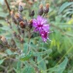 Vernonia noveboracensis Flower