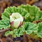 Malvella leprosa Λουλούδι