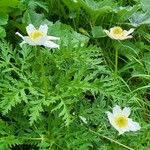 Pulsatilla scherfelii Flower