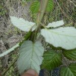 Rubus ulmifolius Feuille