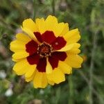 Coreopsis tinctoriaЦвят