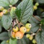 Cotoneaster franchetii Fruit