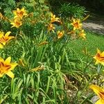 Hemerocallis lilioasphodelusDeilen